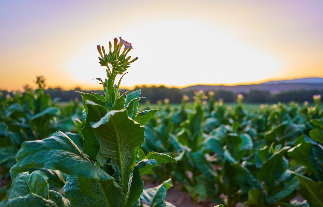 Tobacco plantation at sunset in La Vera, Extremadura, Spain